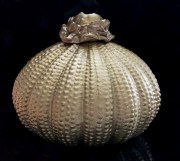 209056 2026 urn bloem 800